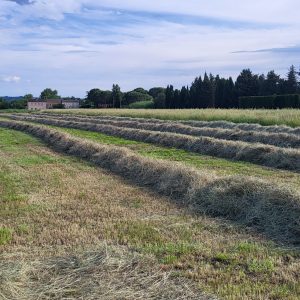 Champ de foin de prairie après la fauche à Caderousse - Le Jardin d'Olive Orange