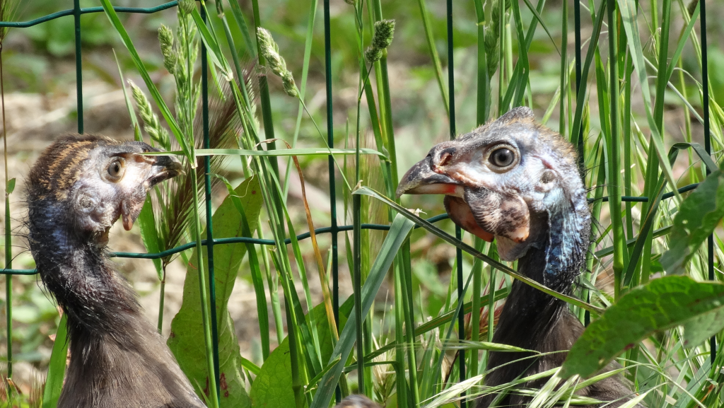 Volailles et pintades du Jardin d'Olive dans leur enclos verdoyant.