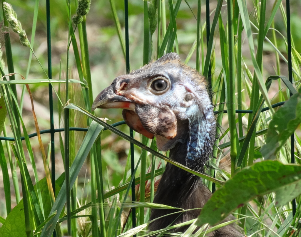 Pintade fermière élevée en plein air au Jardin d'Olive, vente directe de volailles de basse-cour entre Orange et Caderousse.