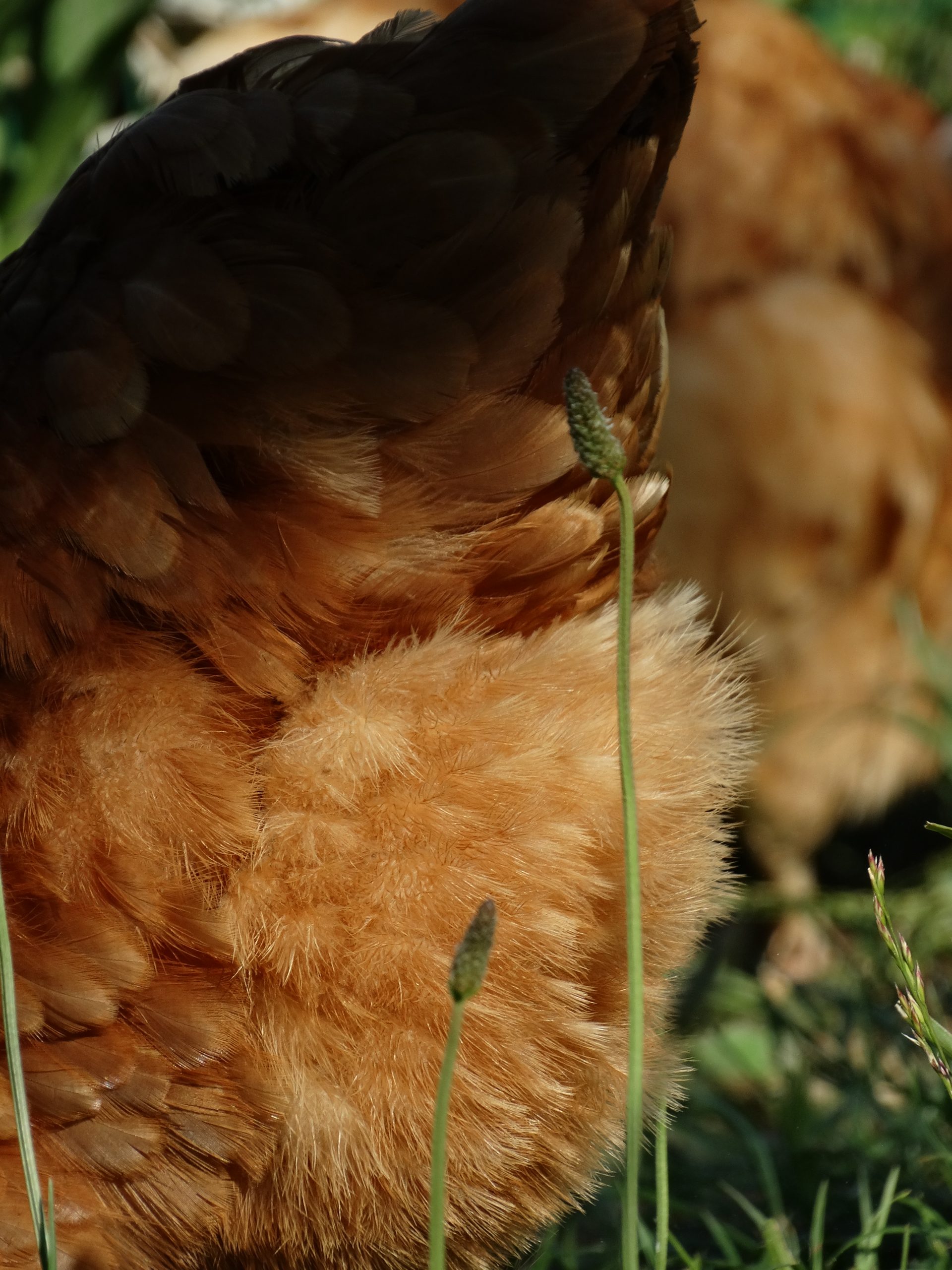 Rousse fermière – Image 2