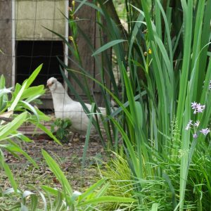 Poule pondeuse Emeraude - Le Jardin d'Olive