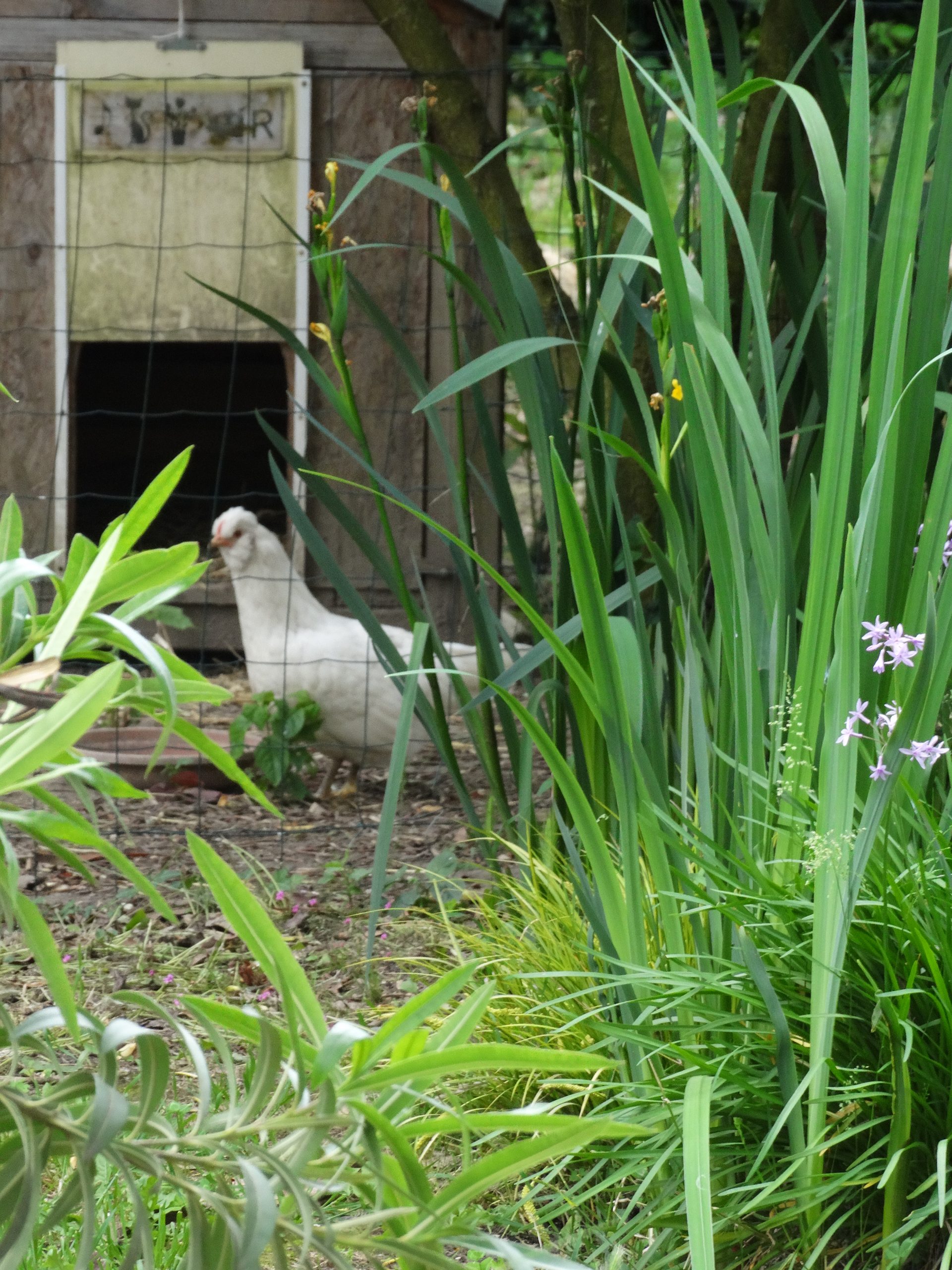Poule pondeuse Emeraude - Le Jardin d'Olive