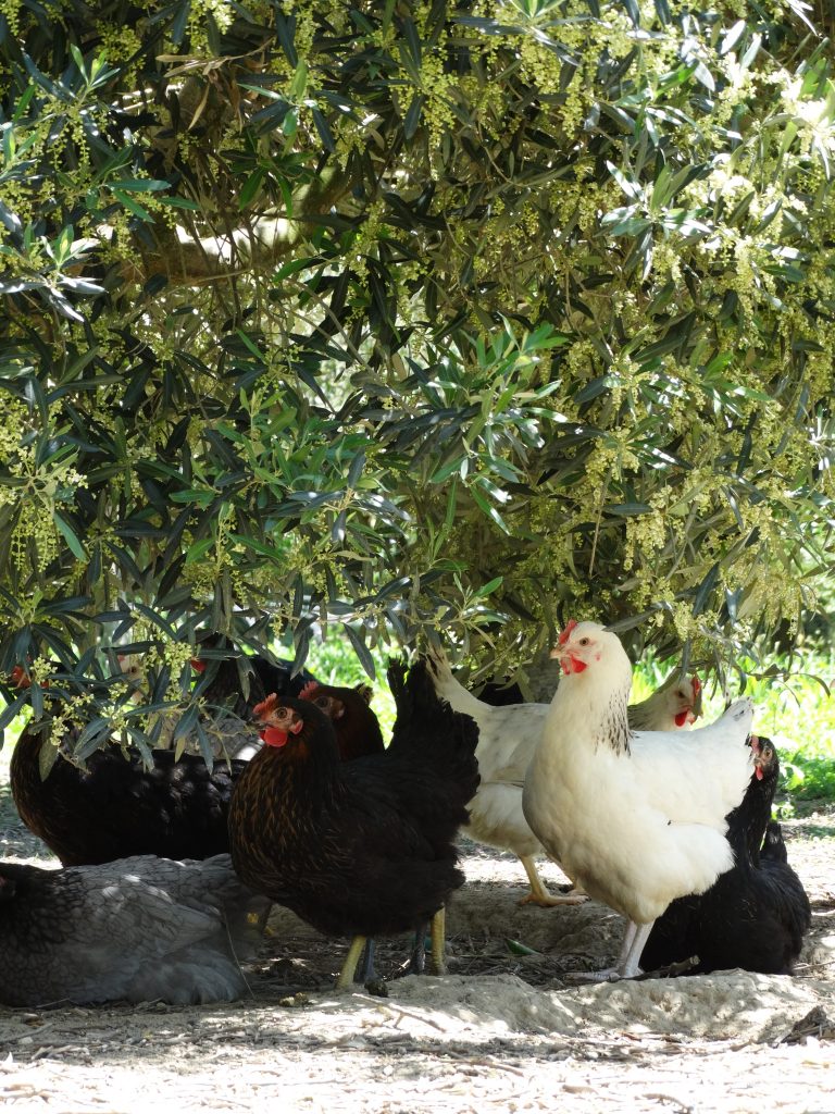 Groupe de volailles élevées en plein air au Jardin d'Olive, magasin de producteurs proposant la vente directe à Caderousse et Orange.