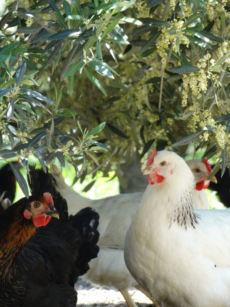 Poules Sussex et Harco à l'ombre des oliviers au Jardin d'Olive, élevage respectueux et traditionnel dans le Vaucluse.
