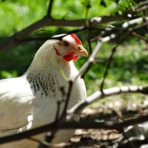 Poule Sussex fermière - Le Jardin d'Olive
