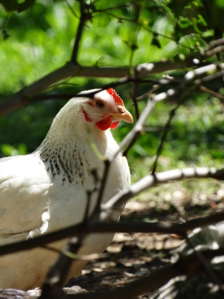 Portrait d'une poule Sussex du Jardin d'Olive, vente de produits de la ferme et visite d'animaux à Orange.
