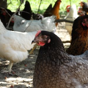 Poule Bleue de France - Le Jardin d'Olive