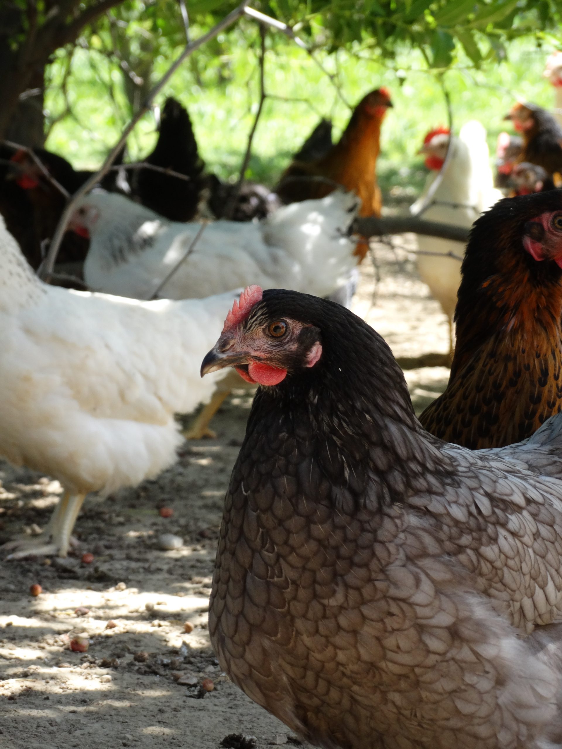 Poule Bleue de France - Le Jardin d'Olive