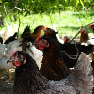 Groupe de poules fermières de différentes races en plein air - Le Jardin d'Olive Orange
