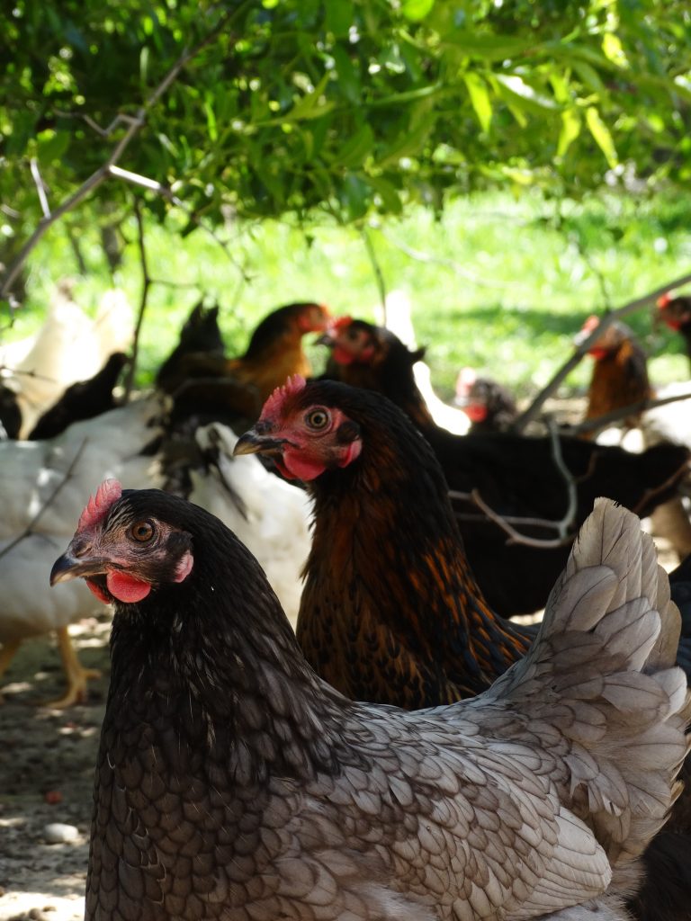 Groupe de poules Bleue de France et Harco en plein air au Jardin d'Olive, ferme familiale proposant la vente directe à Caderousse.