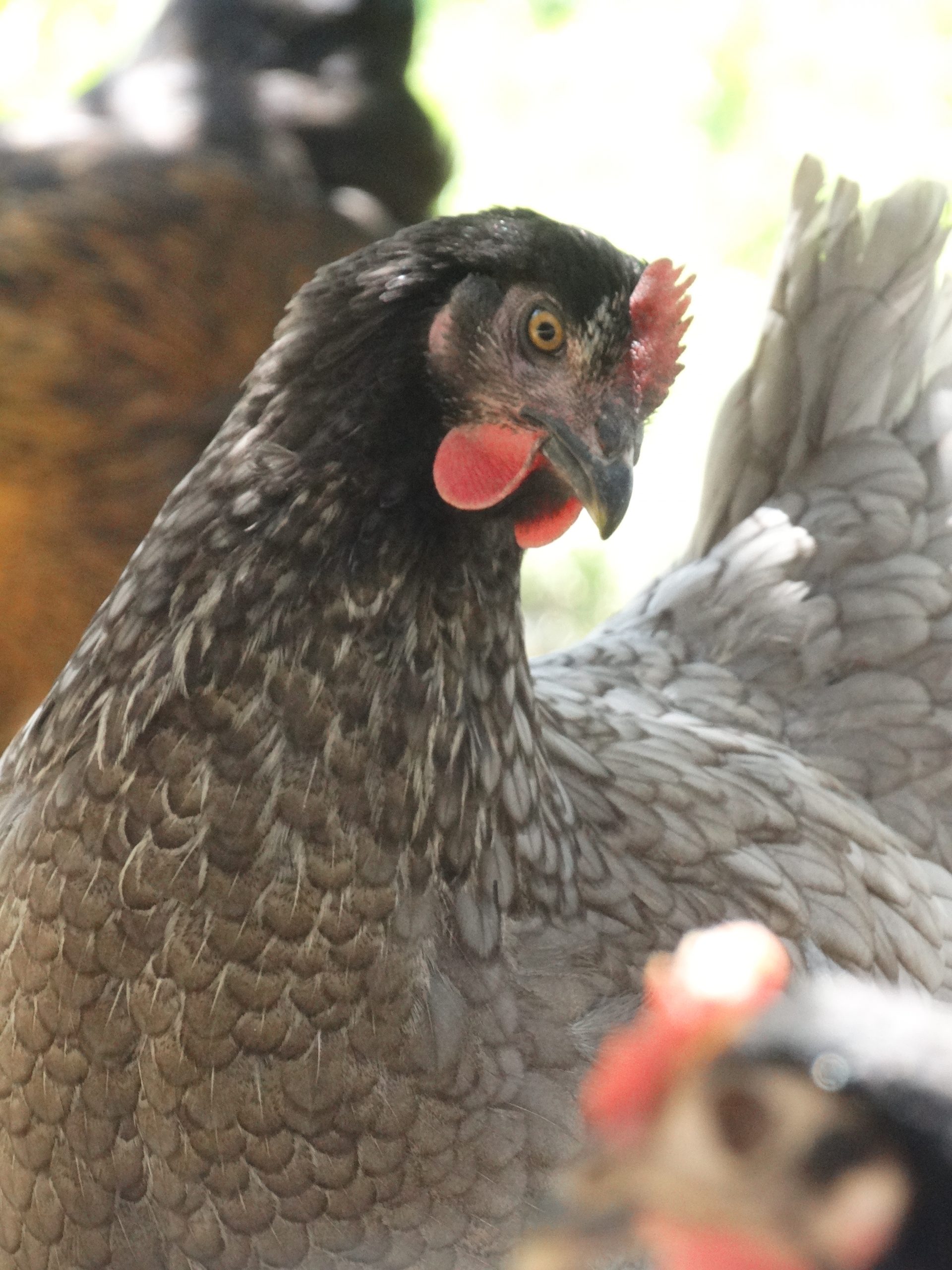 Bleue de France – Image 4