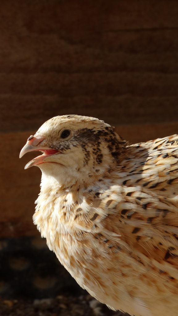 Gros plan sur une caille à la ferme Le Jardin d'Olive, vente de produits du terroir et animaux de la ferme à Caderousse
