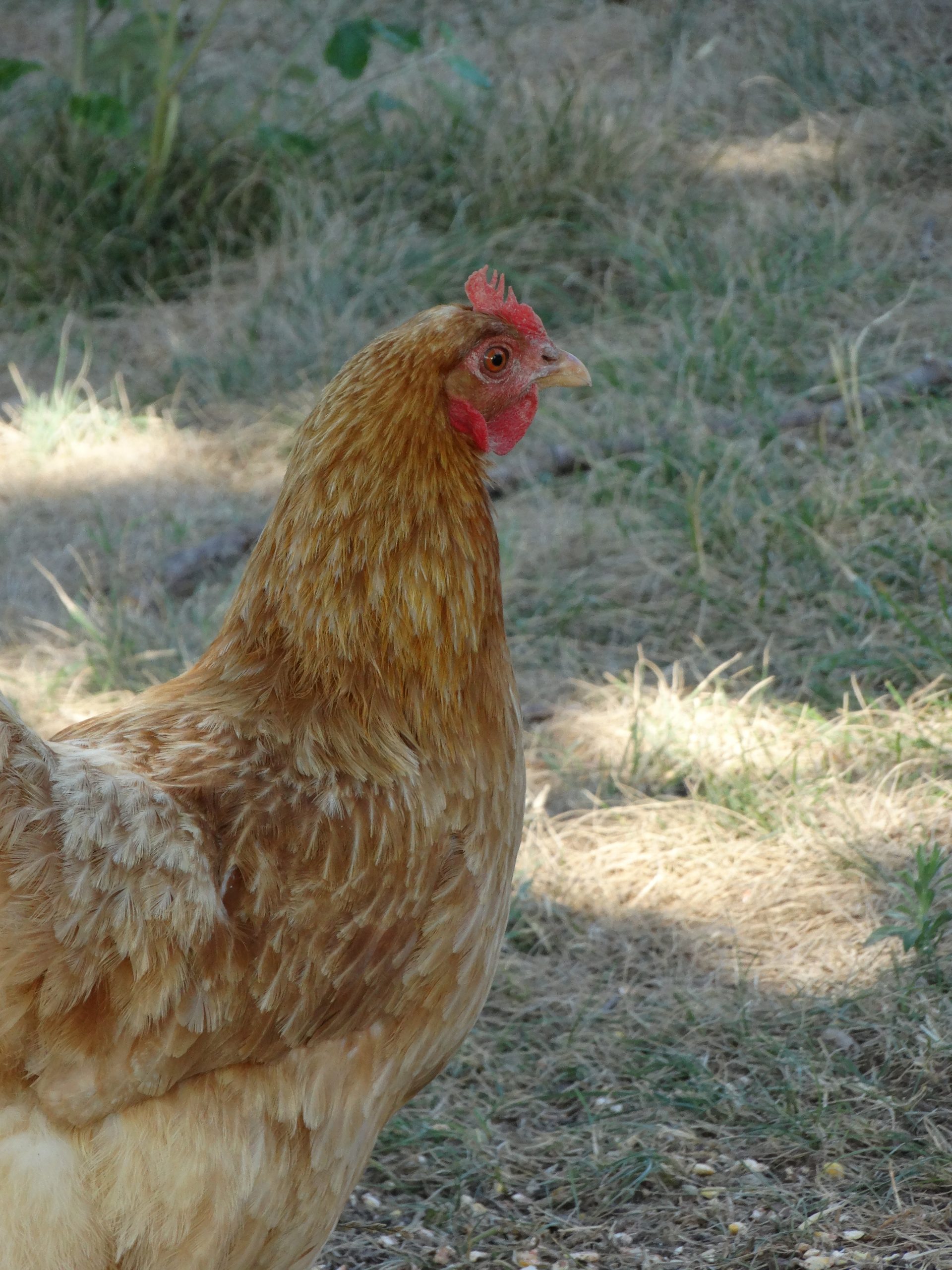 Rousse fermière – Image 3