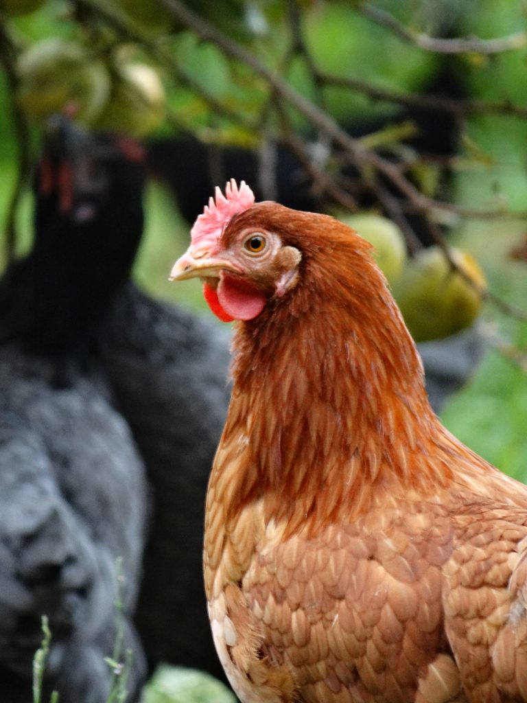 Poule pondeuse rousse élevée en plein air au Jardin d'Olive, vente de volailles à Caderousse.