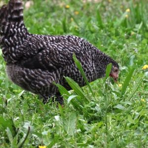 Poule Coucou fermière - Le Jardin d'Olive