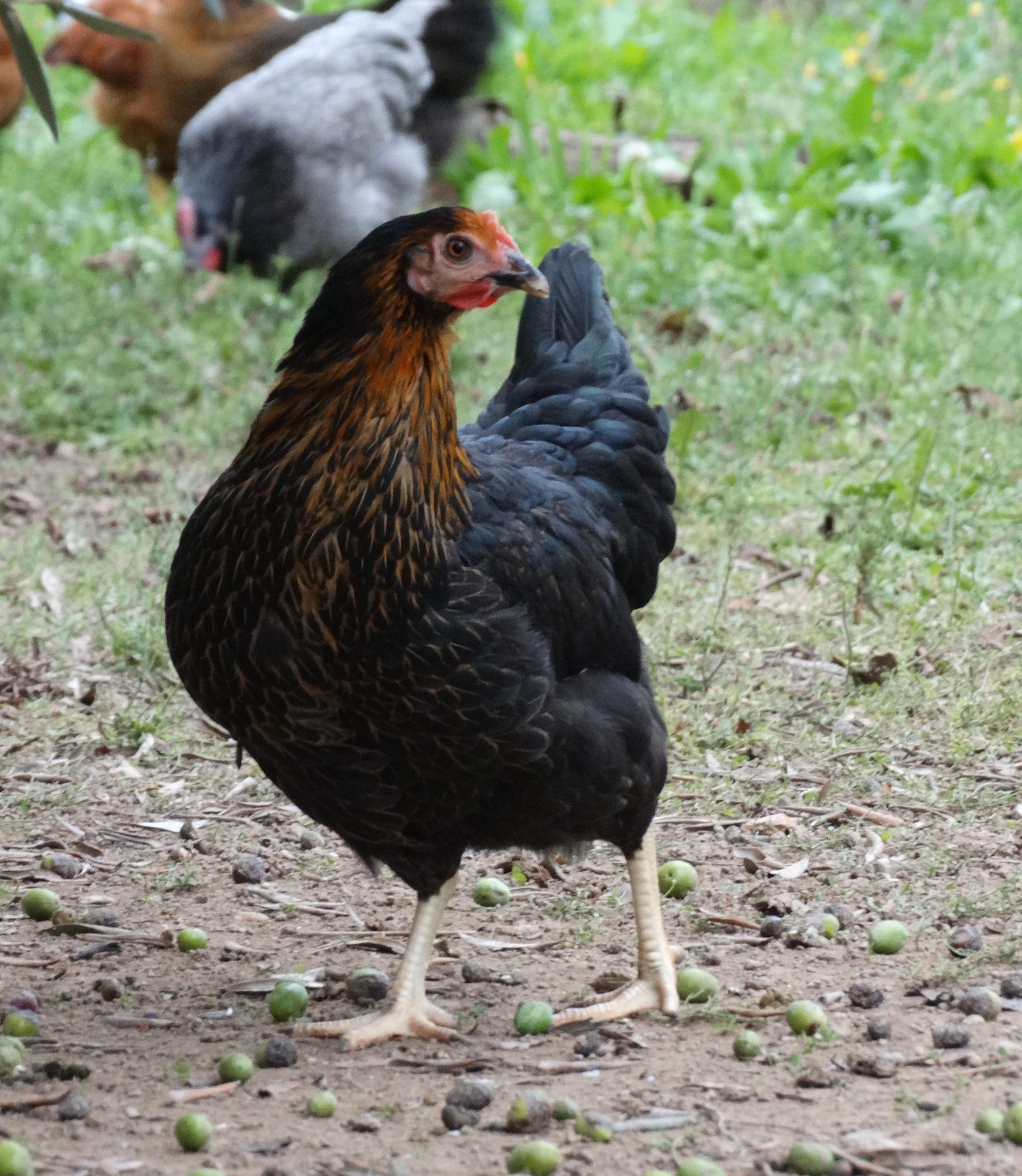 Poule Harco fermière - Le Jardin d'Olive