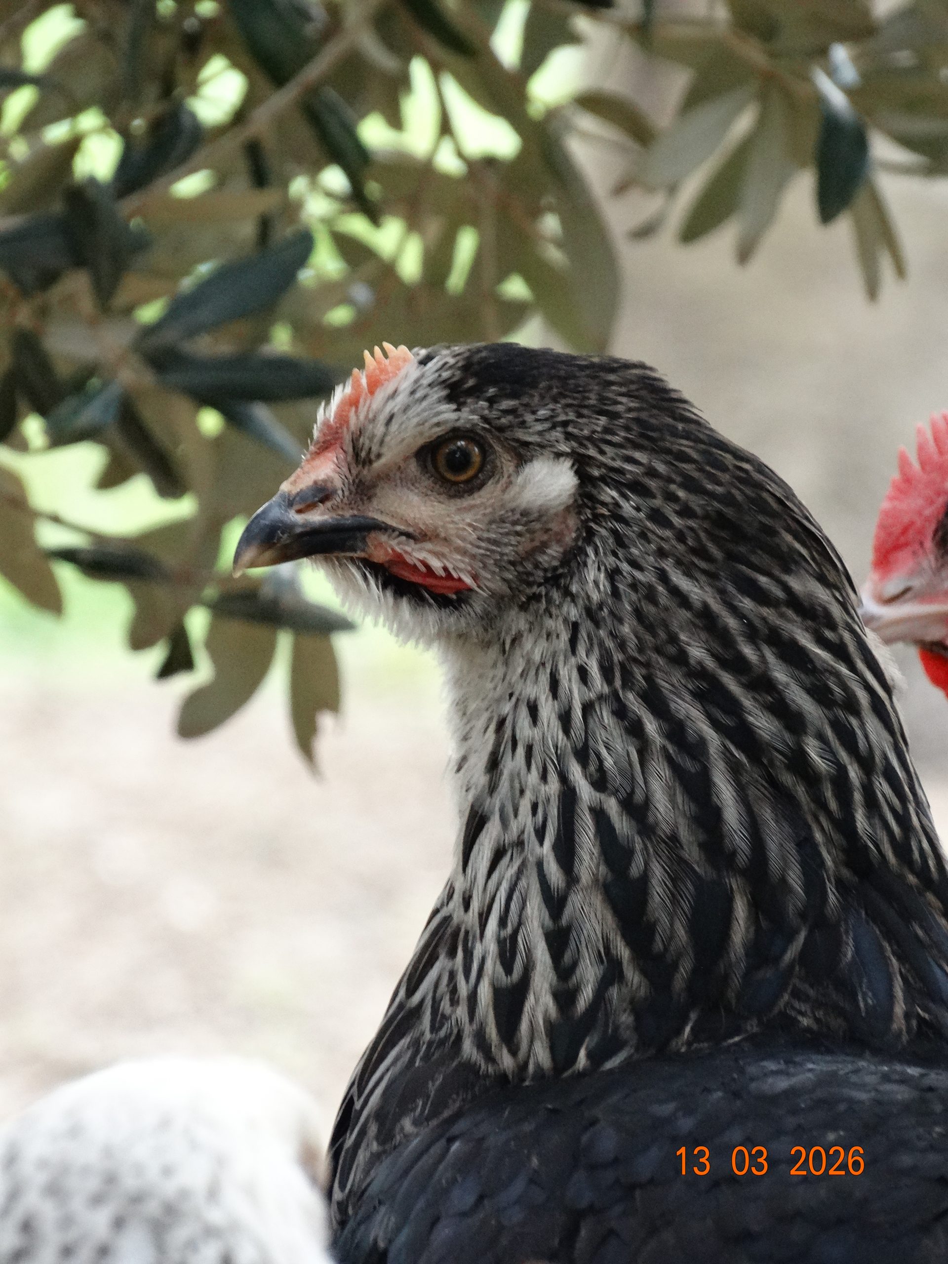 Médicis – Image 3