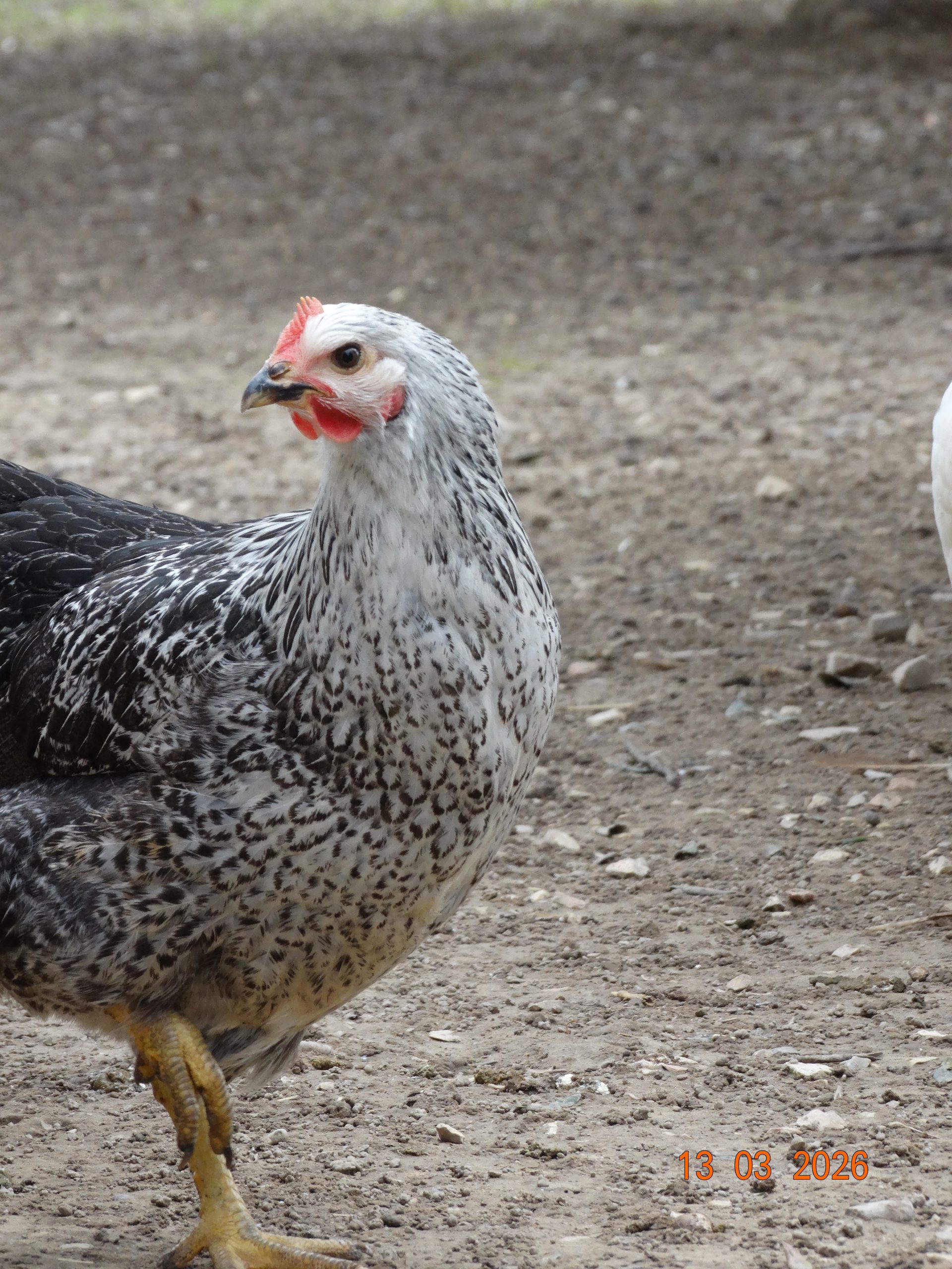 Médicis – Image 2