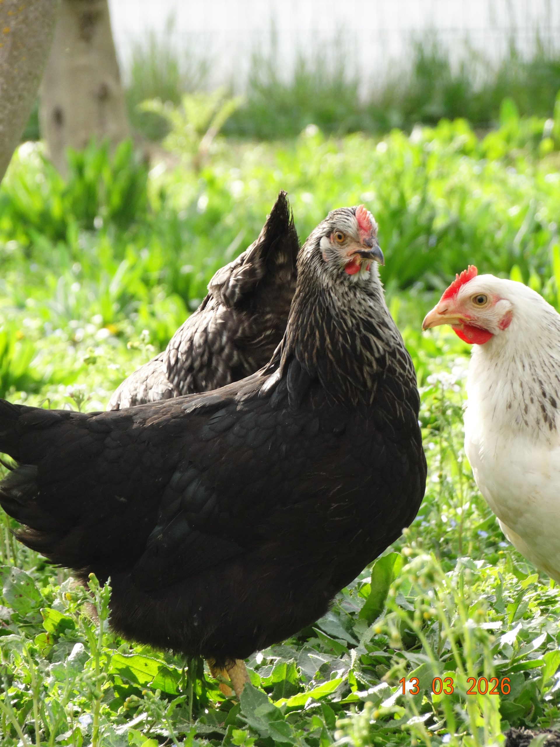 Médicis – Image 5