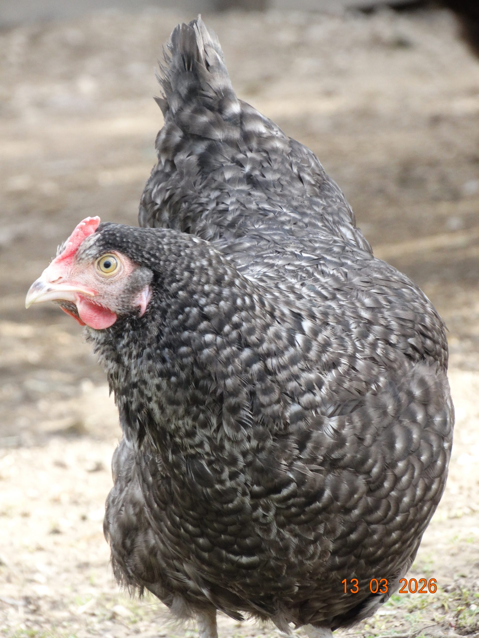 Coucou fermière – Image 2