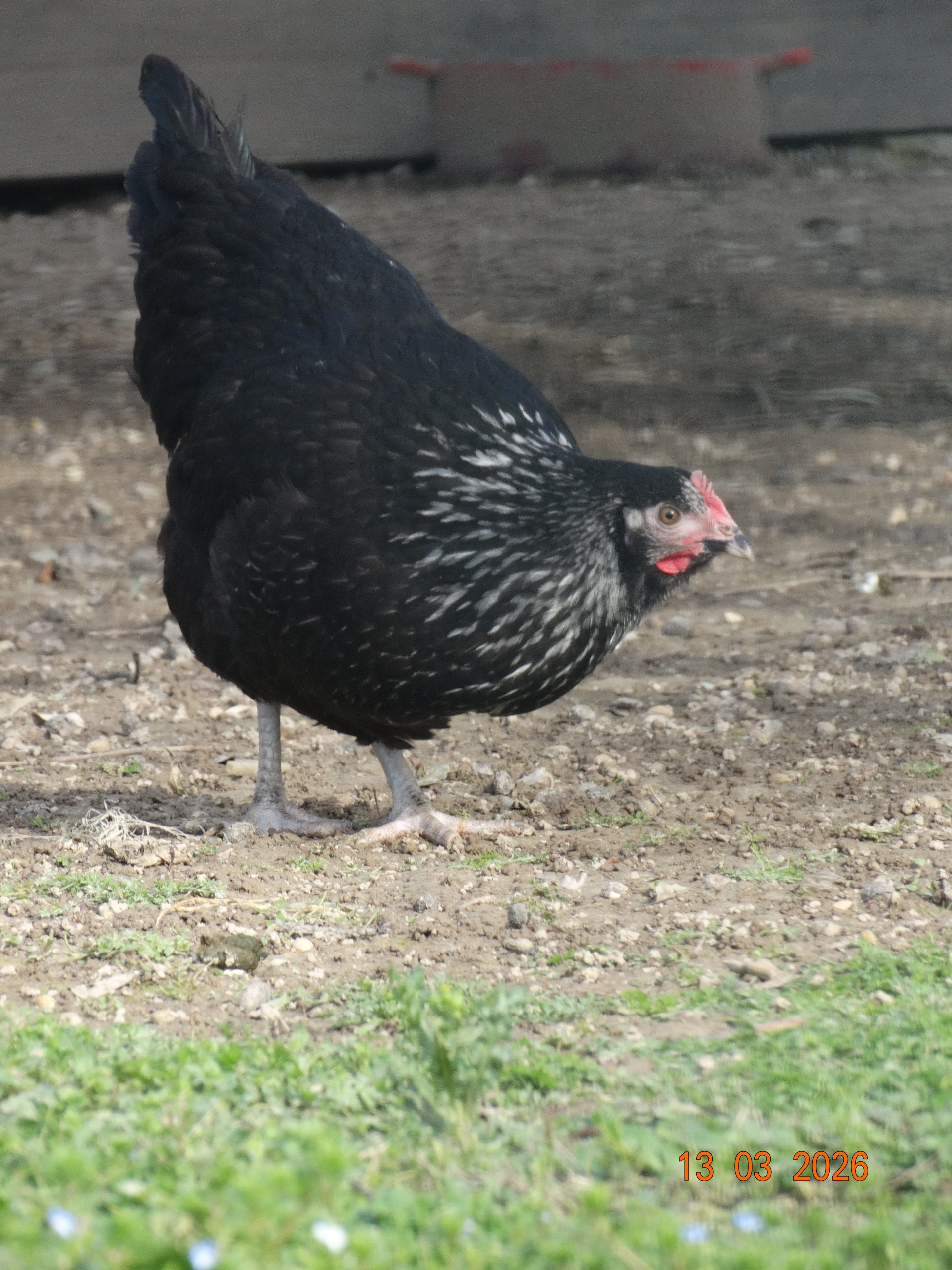 Médicis – Image 4