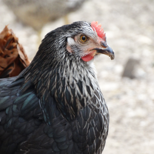 Poule Médicis - Le Jardin d'Olive
