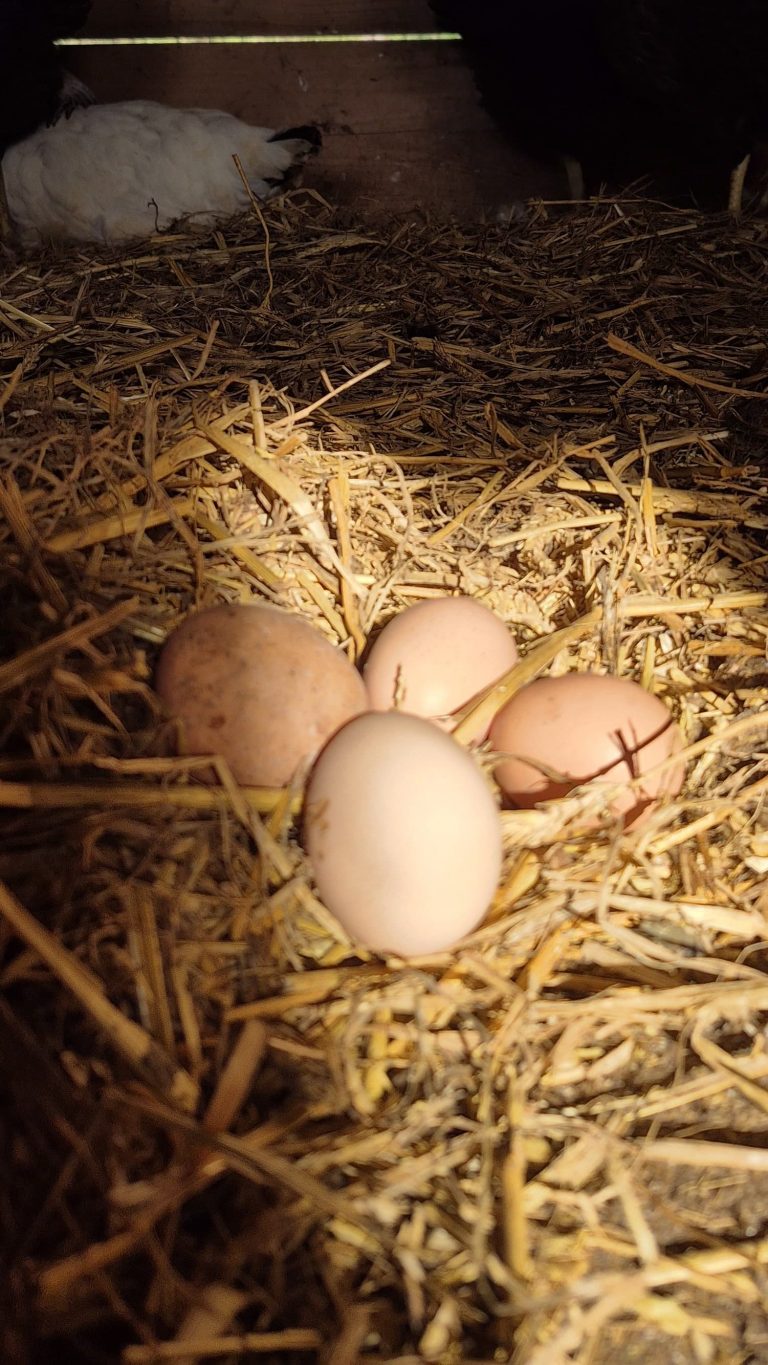 Ponte et reproduction