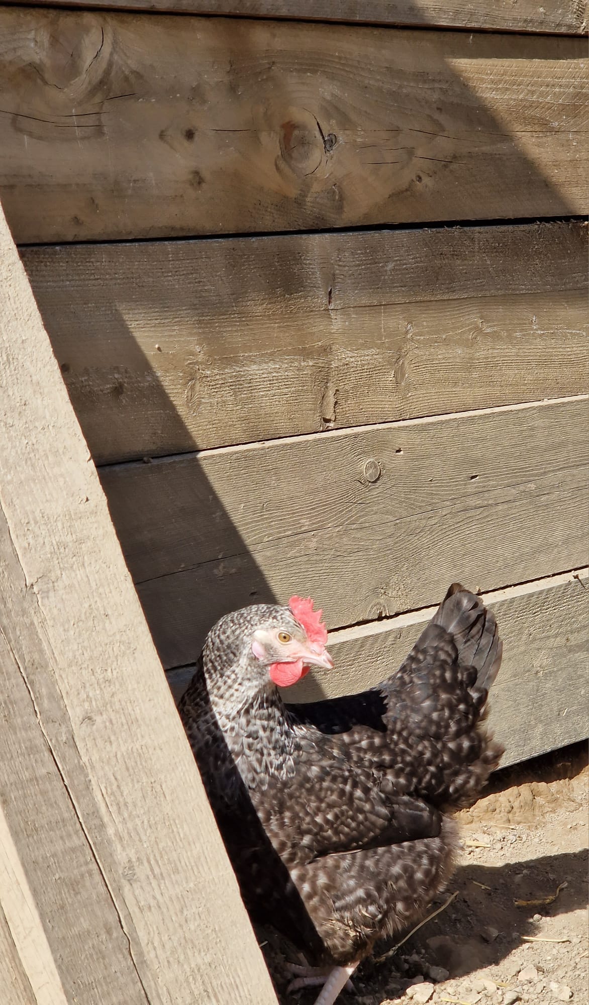 Coucou fermière – Image 3