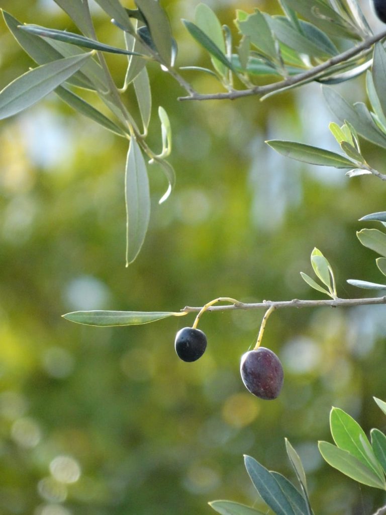 Olives mûrissant sur l'olivier au Jardin d'Olive, production locale d'huile et produits du terroir près d'Orange.