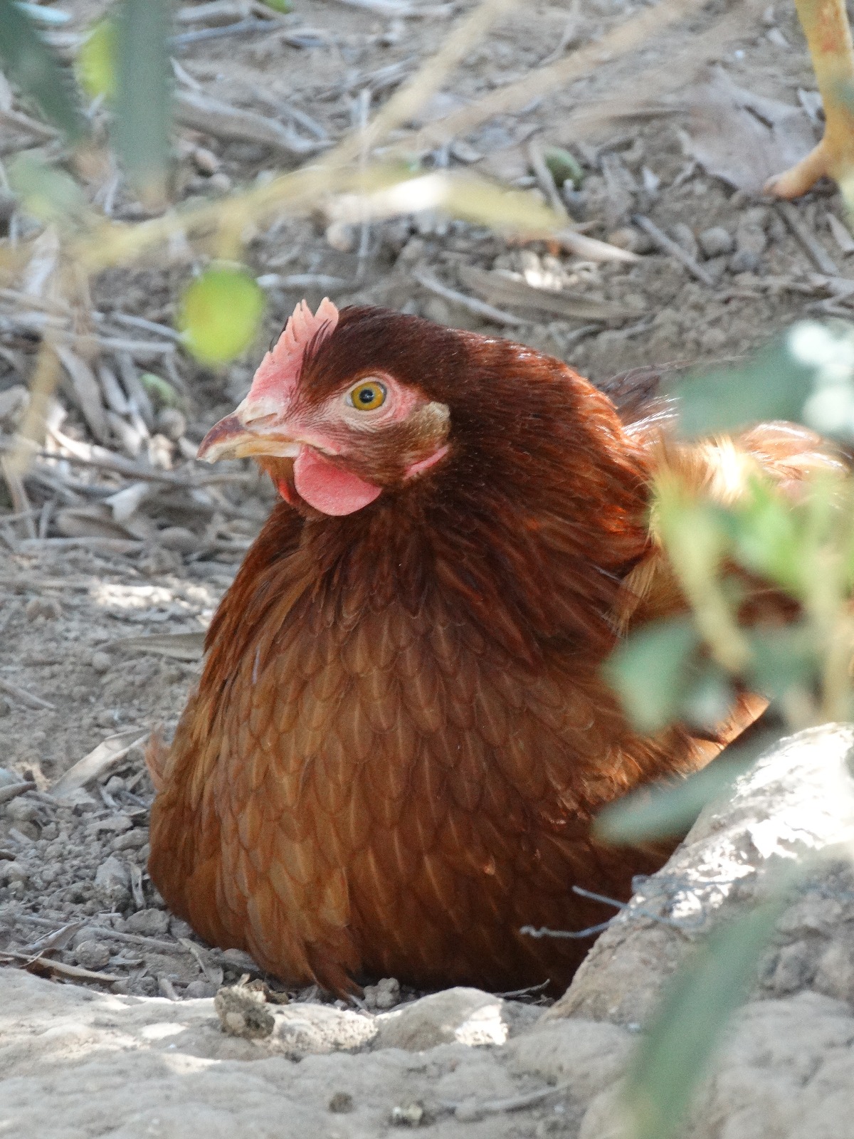 Rousse fermière – Image 4