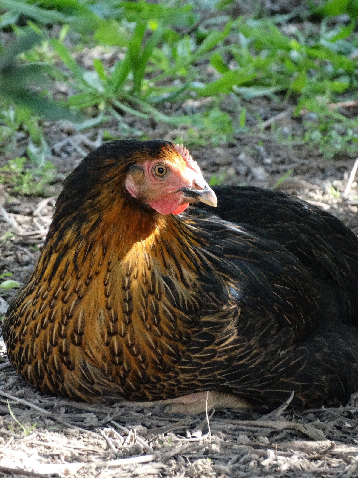 Harco fermière – Image 2