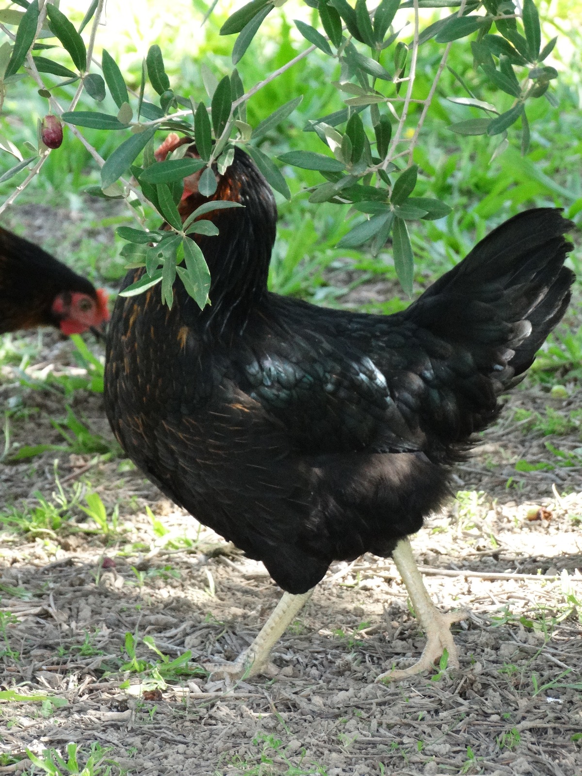 Harco fermière – Image 3