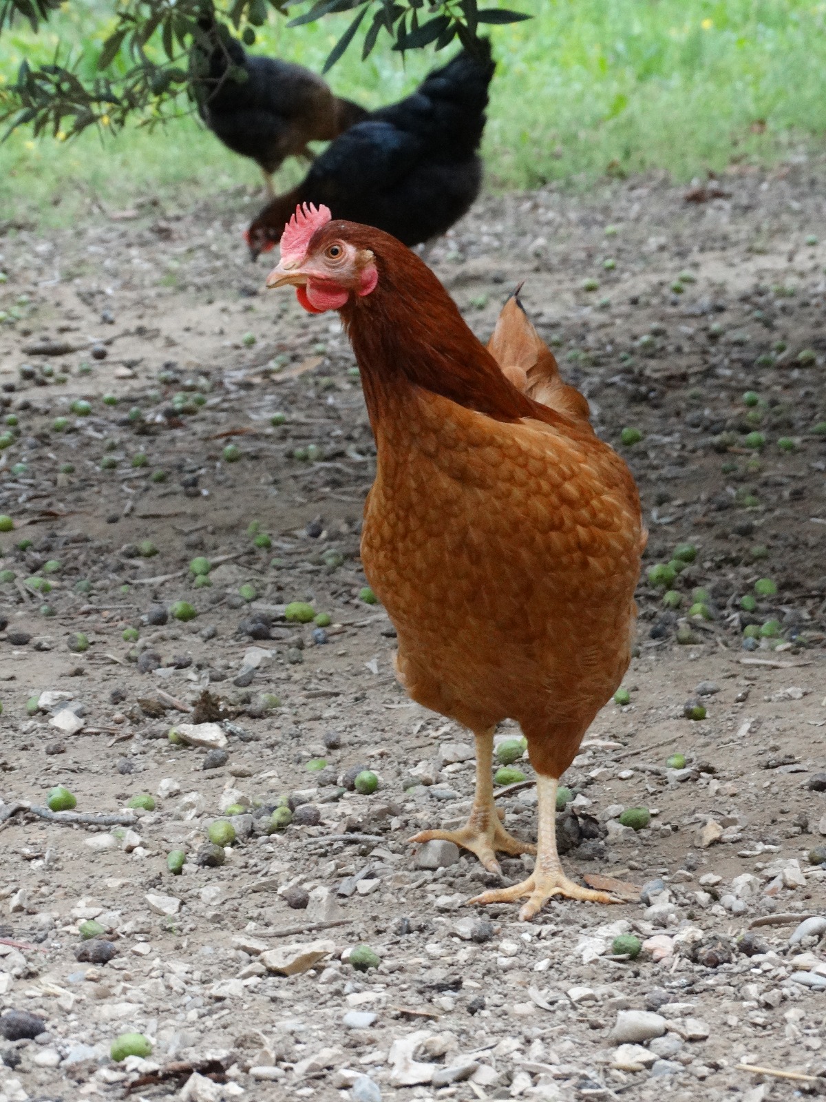 Rousse fermière – Image 5