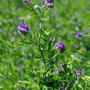 Luzerne en fleurs avant la fauche - Le Jardin d'Olive
