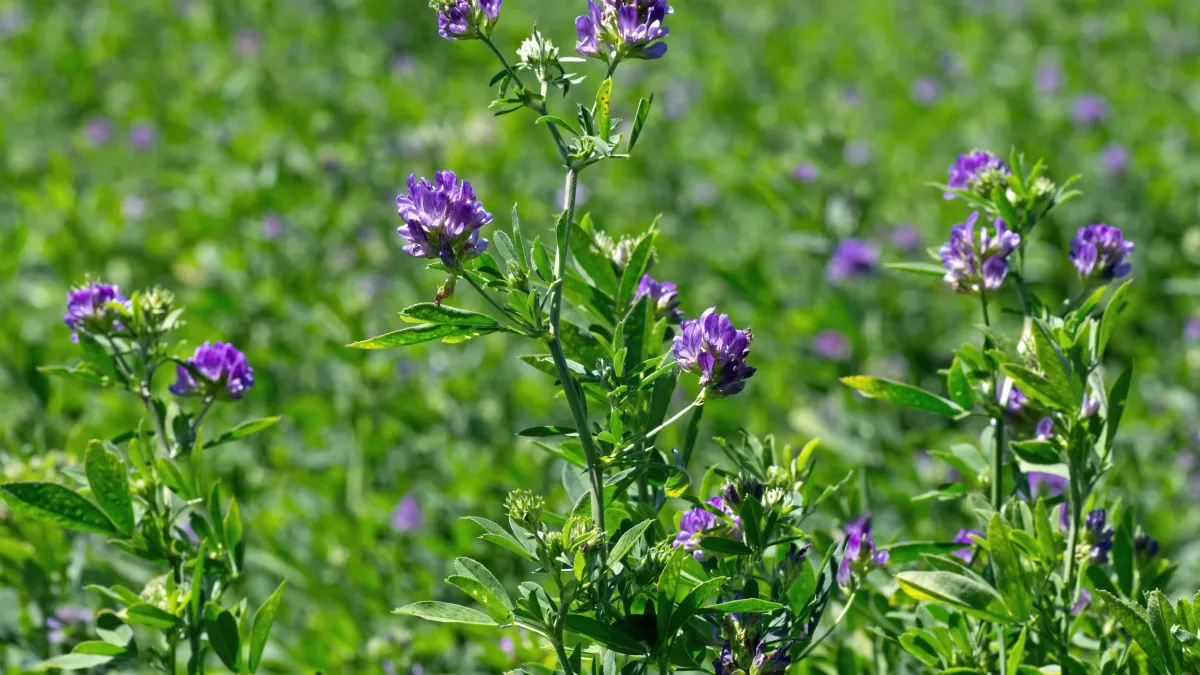 Luzerne en fleurs avant la fauche - Le Jardin d'Olive