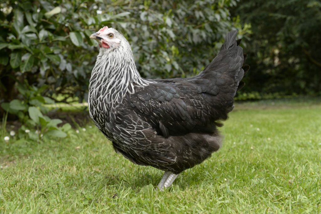 Médicis – Image 2