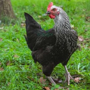 Poule pondeuse Médicis - Le Jardin d'Olive