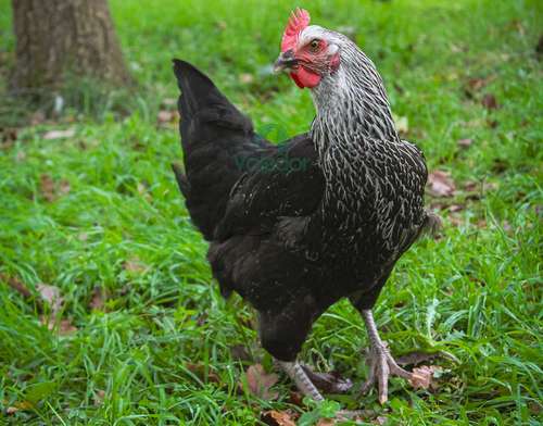 Poule pondeuse Médicis - Le Jardin d'Olive