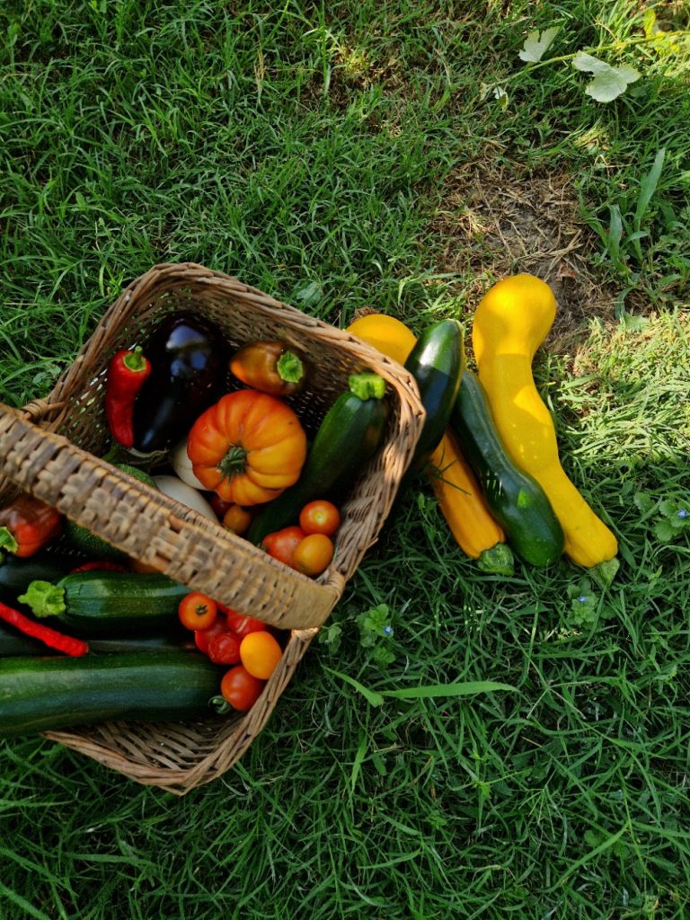Récolte de légumes frais du jour (aubergines, courgettes, tomates) au Jardin d'Olive, maraîcher de proximité à Caderousse.