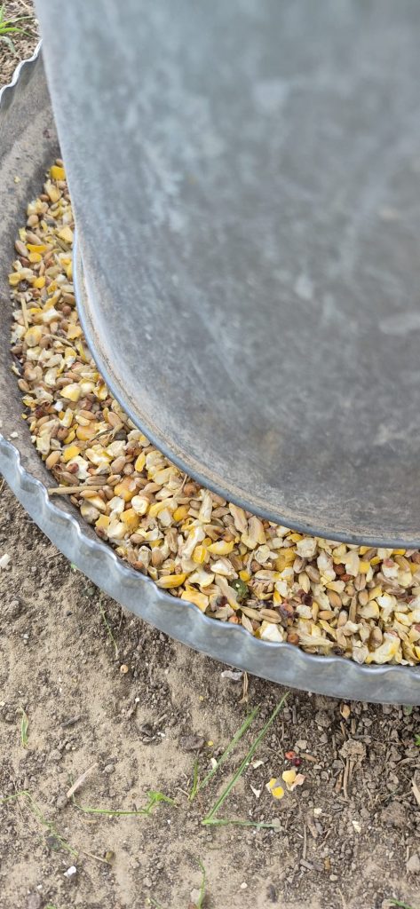 Mélange de grains de qualité pour volailles au Jardin d'Olive, vente d'alimentation saine pour poules à Caderousse.