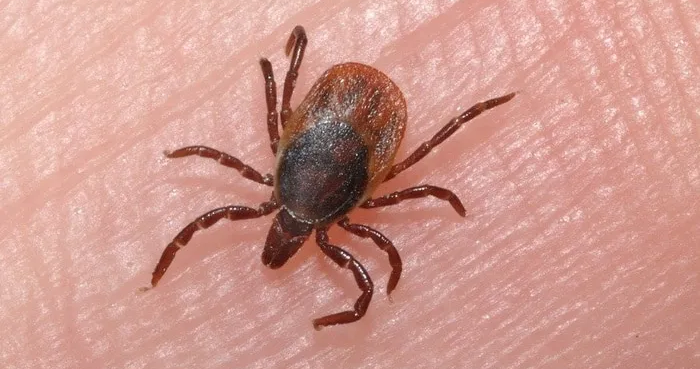 Les poux rouges et gris