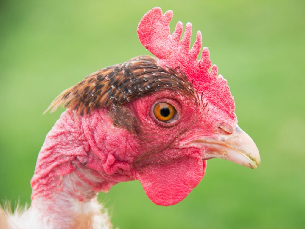 Gros plan sur un poulet Cou Nu du Jardin d'Olive, élevage traditionnel et vente de volailles robustes à la ferme.